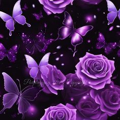 purple roses and butterflies on a black background