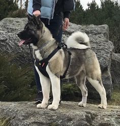 a man standing next to a dog on top of a rock