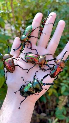 a hand with five different colored bugs on it's palm, in front of some bushes