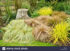 an assortment of plants and shrubs in a garden with wooden stumps on the grass