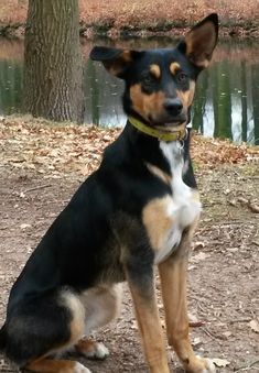 a black and brown dog sitting in front of a tree next to a body of water