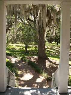 the porch is covered with spanish moss and has a white railing that leads to a tree