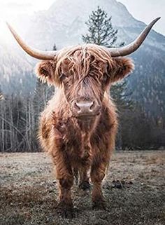 an animal with long horns standing in the grass near mountains and trees, looking at the camera