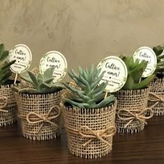 small succulents in baskets with labels on them