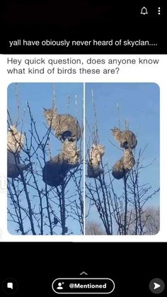 two pictures of birds in trees with caption that reads, they'll have probably never heard of skyran