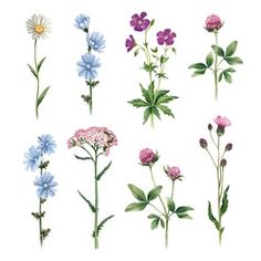 various types of wildflowers are shown in different colors and sizes on a white background