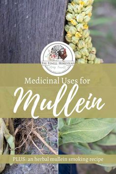 Herbs For Fever Blister, Mullein Plant Uses, Mullien Herb Benefits, Mullein Infused Oil, Mullen Leaf Tea Benefits, Mullein Oil How To Make, Mullein For Cough, Herbs For Coughing, Mullein Root Benefits