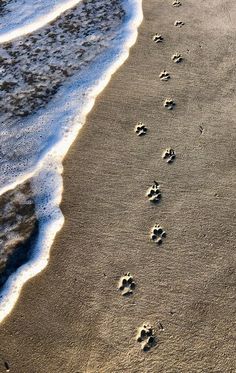 footprints in the sand and water at the beach