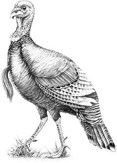 a black and white drawing of a turkey