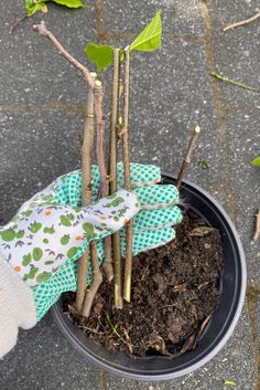 a potted plant with dirt in it and gloves on the ground next to it