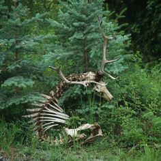 an animal skeleton sitting in the middle of a forest