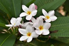 several white flowers with yellow centers on green leaves