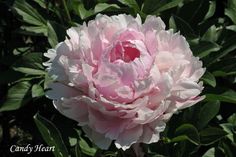 a large pink flower with green leaves in the background