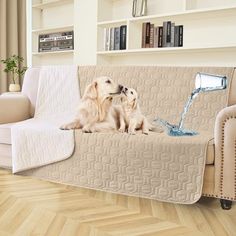 two dogs are sitting on a couch with a water hose attached to the back of it