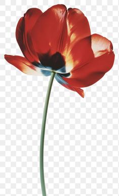 two red tulips on a white background, with one flower in the middle