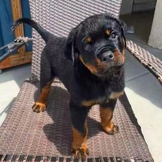 a black and brown dog standing on top of a chair