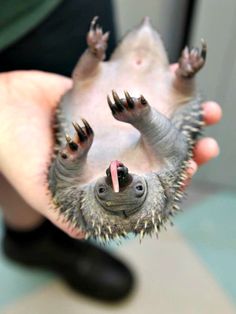 a person holding a small animal in their hand with it's tongue sticking out