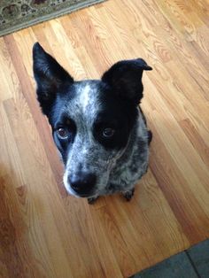 a black and white dog sitting on top of a wooden floor