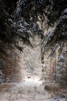 a snowy path in the woods with trees on both sides and a dog running through it