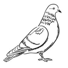 a drawing of a bird sitting on the ground with its head turned to the side