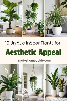 various indoor plants for aesthetic appeal in the living room