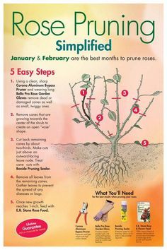 a poster with instructions on how to plant a rose pruning tree in 5 easy steps