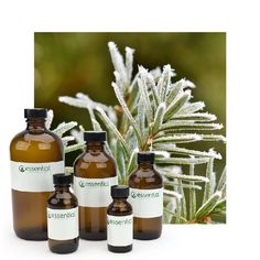 Winter Spruce Essential Oil Blend Massage Oil Blends, Spruce Essential Oil, Essential Oil Blend, Bath Soak, Cream Lotion, Carrier Oils, Mens Skin Care, Natural Fragrances, Sweet Orange