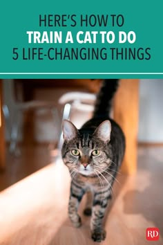 there's how to train a cat to do 5 life - changing things book cover