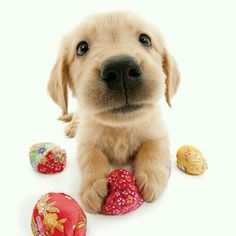 a puppy is sitting next to some easter eggs