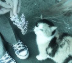 a black and white cat sitting on the ground next to someone's feet