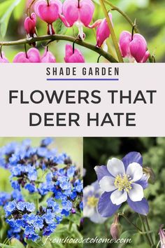 Find out how to keep your garden looking beautiful with these deer resistant shade plants that will help to prevent the animals from dining on your flowers. #fromhousetohome #deerresistant #shadeplants #gardeningtips #gardenideas #gardenpests Flower Kinds, Japanese Painted Fern, Plants Under Trees