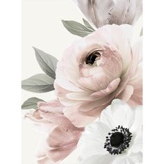 white and pink flowers on a white background