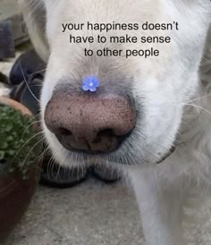 a close up of a dog's nose with the words, your happiness doesn't have to make sense to other people