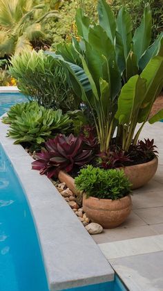 a planter filled with lots of green plants next to a swimming pool