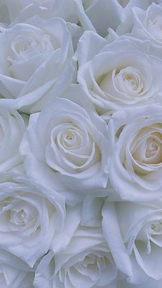 white roses are arranged together in a bouquet