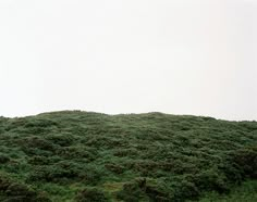 an animal standing on top of a lush green hill