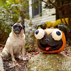 a pug dog sitting on the ground next to a pumpkin with googly eyes