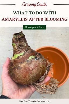 what to do with amaryllis after blooming Indoor Cactus Plants, Bulbous Plants, Florida Gardening, Sun Loving Plants, Plant Care Houseplant