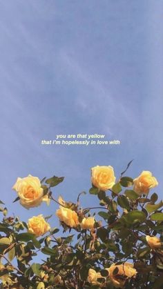 yellow roses against a blue sky with the words no rain, no flowers