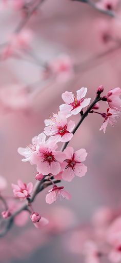 pink flowers are blooming on the branch of a tree in front of a blurry background