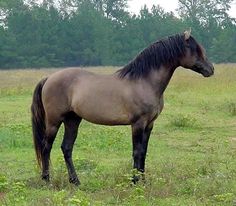 a brown horse standing on top of a lush green field next to a tree filled forest