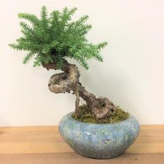 a bonsai tree in a blue ceramic pot on a wooden table next to a white wall