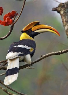 a colorful bird sitting on top of a tree branch