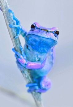 a blue and purple frog sitting on top of a branch