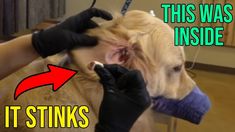 a dog getting his hair cut by a veterinator with an arrow pointing to it