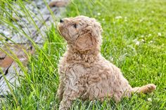 a dog sitting in the grass looking up