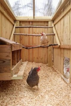 two chickens in a wooden coop with wood flooring and walls, one chicken is standing on the other side