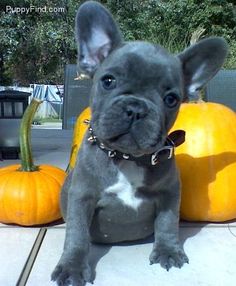 a small black and white dog sitting next to pumpkins