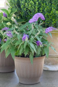 Pugster Amethyst Butterfly Bush in a container and then a close up of a bloom with a Monarch on it. Butterfly Bushes, Amethyst Butterfly, Winter Survival, Zone 5, Butterfly Bush, Attract Pollinators