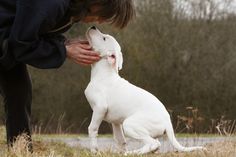 a white dog sitting on top of a grass covered field next to a person's hand